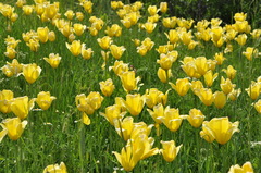 Tulipa sylvestris