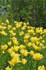 Tulipa sylvestris