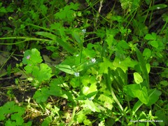 Aristolochia paucinervis