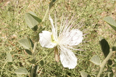 Capparis sicula