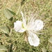 Capparis spinosa canescens - Photo (c) Sotirios Liakas, some rights reserved (CC BY-NC), uploaded by Sotirios Liakas