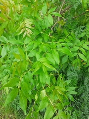 Fraxinus excelsior