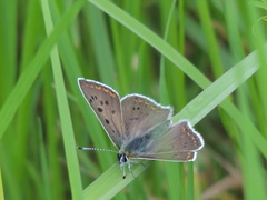 Lycaena tityrus