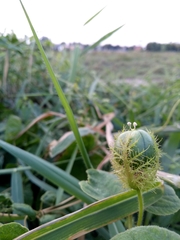 Passiflora foetida