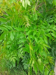 Fraxinus excelsior