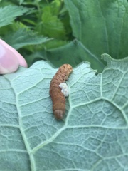 Noctua fimbriata