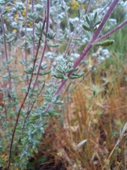 Teucrium capitatum