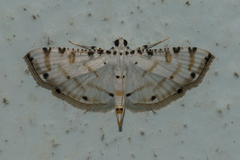 Pycnarmon