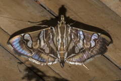 Chabula telphusalis