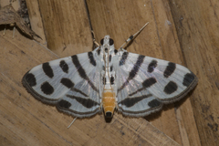 Pycnarmon jaguaralis