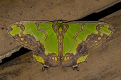 Agathia hemithearia