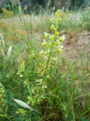 Reseda lutea