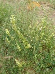 Reseda lutea