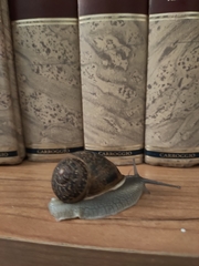 Cornu aspersum