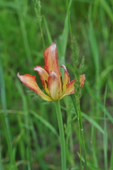 Tulipa sylvestris