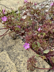 Geranium robertianum