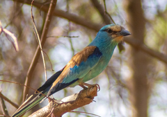 Coracias abyssinicus