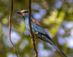 Coracias abyssinicus