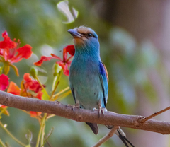 Coracias abyssinicus