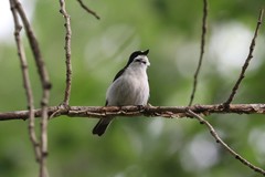 Ficedula hypoleuca