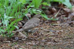 Turdus iliacus