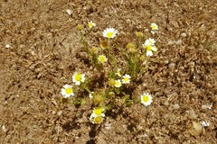 Glebionis coronaria discolor