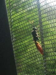 Ichneumon devinctor