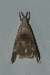 Glaucocharis