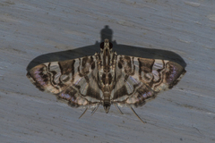 Chabula acamasalis