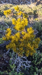 Orites acicularis
