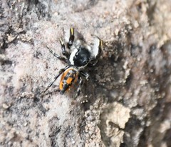Phidippus insignarius