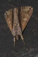 Ercheia