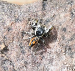 Phidippus insignarius