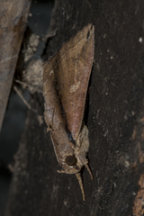 Ercheia