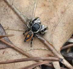 Phidippus insignarius