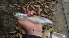 Hemiculter leucisculus