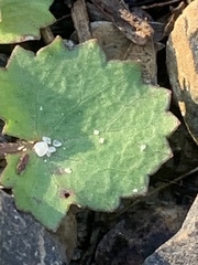 Centella cordifolia