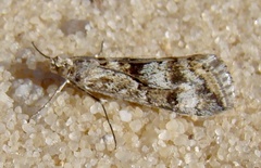 Cornifrons ulceratalis
