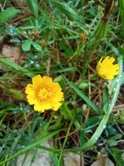 Asteraceae