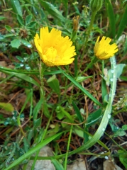 Asteraceae