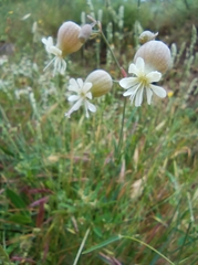 Silene vulgaris