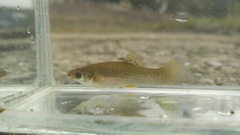 Poecilia salvatoris