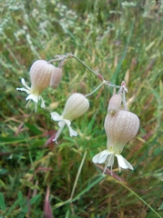 Silene vulgaris