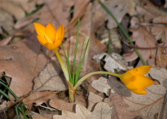 Crocus flavus