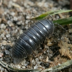 Armadillidium vulgare