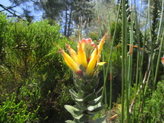 Mimetes pauciflorus