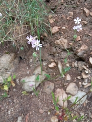 Silene secundiflora