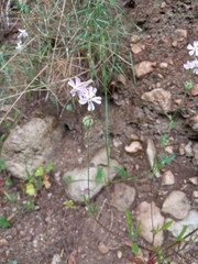 Silene secundiflora