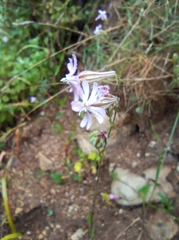 Silene secundiflora