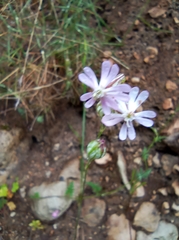Silene secundiflora